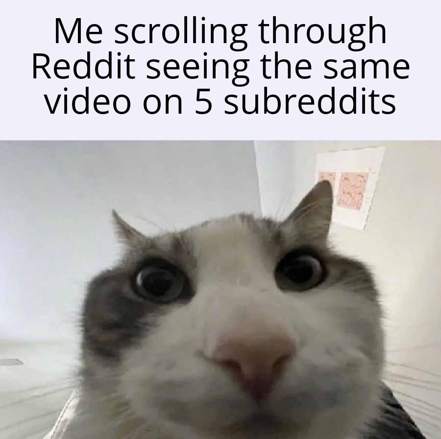 What would I do if the "I love my short king" video didn't get spammed in my feed