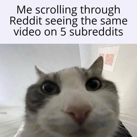 What would I do if the "I love my short king" video didn't get spammed in my feed